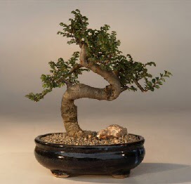 ithal bonsai saksi iegi  Konya iek siparii sitesi 