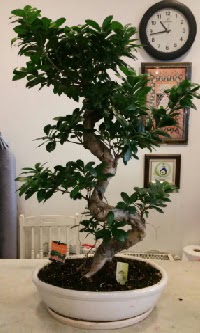 100 cm yksekliinde dev bonsai japon aac  Konya hediye sevgilime hediye iek 