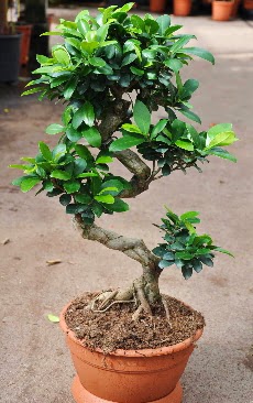 Orta boy bonsai saks bitkisi  Konya ieki telefonlar 