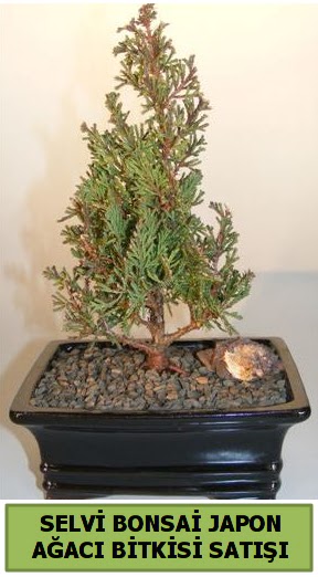 Selvi am japon aac bitkisi bonsai  Konya kaliteli taze ve ucuz iekler 