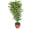 Ficus zel Starlight 1,75 cm   Konya ucuz iek gnder 
