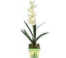 zel Yapay Orkide Beyaz   Konya 14 ubat sevgililer gn iek 