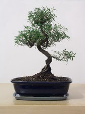 ithal bonsai saksi iegi  Konya iek sat 