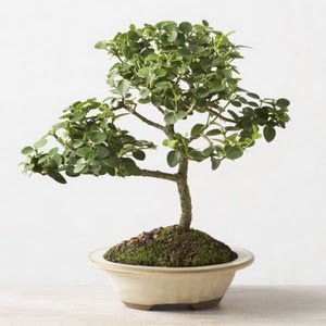 ithal bonsai saksi iegi  Konya internetten iek siparii 