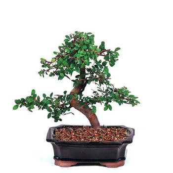 ithal bonsai saksi iegi  Konya iek sat 