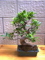 ithal bonsai saksi iegi  Konya iekiler 