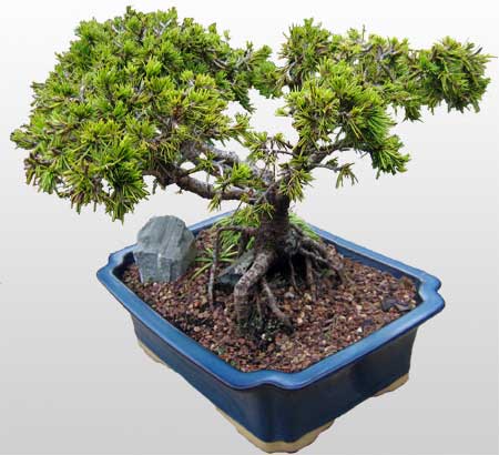 ithal bonsai saksi iegi  Konya nternetten iek siparii 
