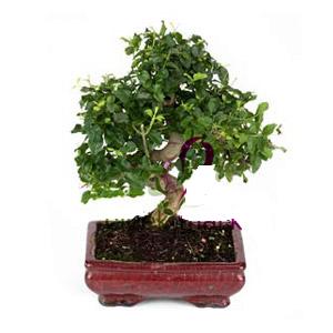 ithal bonsai saksi iegi  Konya internetten iek sat 