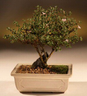 ithal bonsai saksi iegi  Konya online iek gnderme sipari 