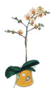  Konya iek , ieki , iekilik  Phalaenopsis Orkide ithal kalite