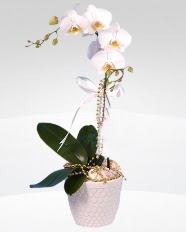 1 dall orkide saks iei  Konya 14 ubat sevgililer gn iek 