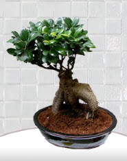 saks iei japon aac bonsai  Konya cicek , cicekci 