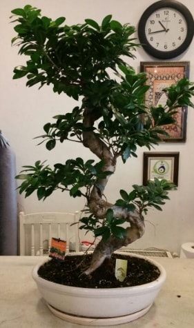 100 cm yksekliinde dev bonsai japon aac  Konya hediye sevgilime hediye iek 
