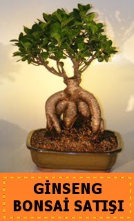 Ginseng bonsai sat japon aac  Konya ucuz iek gnder 