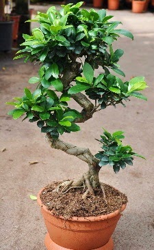 Orta boy bonsai saks bitkisi  Konya ieki telefonlar 
