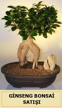 thal Ginseng bonsai sat japon aac  Konya iek gnderme sitemiz gvenlidir 