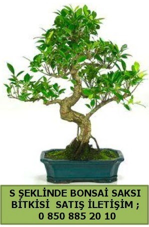 thal S eklinde dal erilii bonsai sat  Konya iek maazas , ieki adresleri 