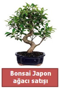 Japon aac bonsai sat  Konya iek gnderme sitemiz gvenlidir 