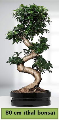 80 cm zel saksda bonsai bitkisi  Konya kaliteli taze ve ucuz iekler 