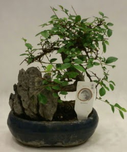 thal 1.ci kalite bonsai japon aac  Konya gvenli kaliteli hzl iek 