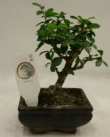 Kk minyatr bonsai japon aac  Konya iek maazas , ieki adresleri 