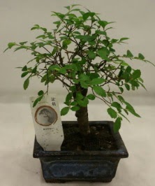 Minyatr ithal japon aac bonsai bitkisi  Konya gvenli kaliteli hzl iek 