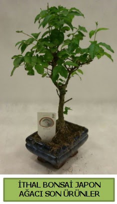 thal bonsai japon aac bitkisi  Konya iekiler 