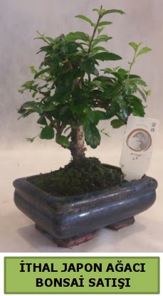 thal japon aac bonsai bitkisi sat  Konya kaliteli taze ve ucuz iekler 