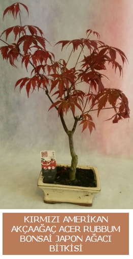 Amerikan akaaa Acer Rubrum bonsai  Konya ieki maazas 