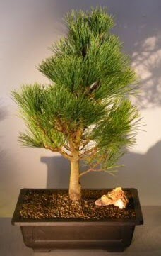 am aac japon aac bitkisi bonsai  Konya kaliteli taze ve ucuz iekler 