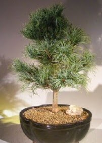 am aac bonsai bitkisi sat  Konya online ieki , iek siparii 