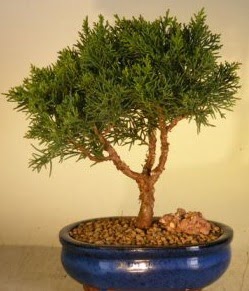 Servi am bonsai japon aac bitkisi  Konya iek servisi , ieki adresleri 