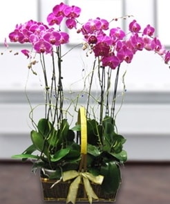7 dall mor lila orkide  Konya iek online iek siparii 