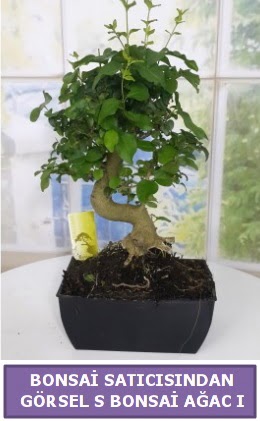 S dal erilii bonsai japon aac  Konya gvenli kaliteli hzl iek 