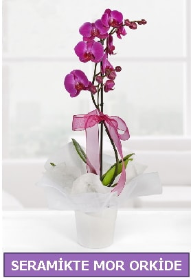 Seramik ierisinde birinci kalite tek dall mor orkide  Konya hediye sevgilime hediye iek 