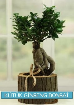 Ktk aa ierisinde ginseng bonsai  Konya iek online iek siparii 