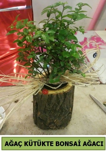 Doal aa ktk ierisinde bonsai aac  Konya iek online iek siparii 