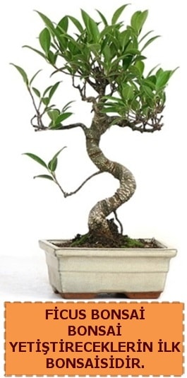 Ficus bonsai 15 ile 25 cm arasndadr  Konya iek servisi , ieki adresleri 