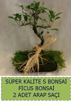 Ficus S Bonsai ve arap sa  Konya kaliteli taze ve ucuz iekler 