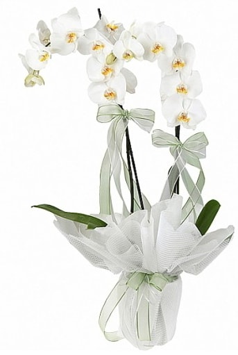 ift Dall Beyaz Orkide  Konya internetten iek sat 
