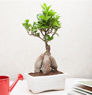 Exotic Ficus Bonsai ginseng  Konya iek siparii vermek 