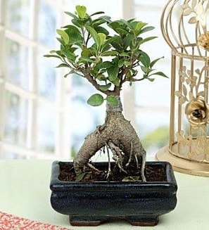 Appealing Ficus Ginseng Bonsai  Konya internetten iek sat 