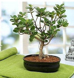 Lovely Ficus Iceland Bonsai  Konya internetten iek sat 