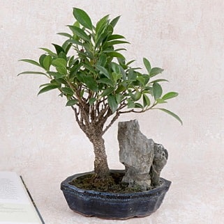 Japon aac Evergreen Ficus Bonsai  Konya iek online iek siparii 