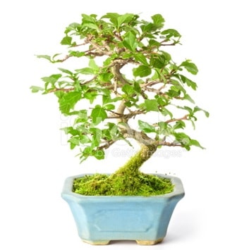 S zerkova bonsai ksa sreliine  Konya hediye sevgilime hediye iek 