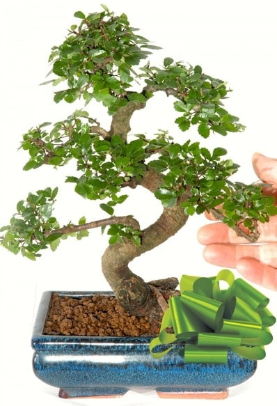 Yaklak 25 cm boyutlarnda S bonsai  Konya iek gnderme sitemiz gvenlidir 