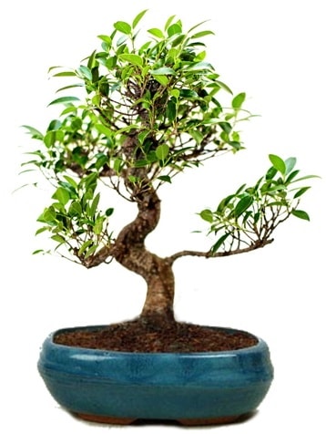 25 cm ile 30 cm aralnda Ficus S bonsai  Konya iek online iek siparii 