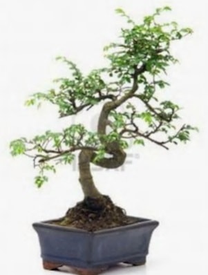 S gvde bonsai minyatr aa japon aac  Konya gvenli kaliteli hzl iek 
