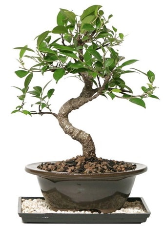 Altn kalite Ficus S bonsai  Konya kaliteli taze ve ucuz iekler  Sper Kalite