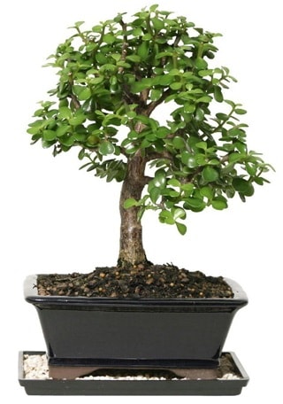 15 cm civar Zerkova bonsai bitkisi  Konya iek gnderme sitemiz gvenlidir 